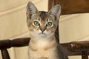 Ticked: CAT. Asian ticked tabby on a chair