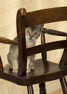 Ticked: CAT. Asian ticked tabby on a chair
