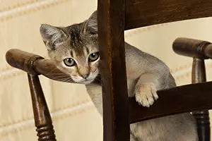 Ticked: CAT. Asian ticked tabby on a chair