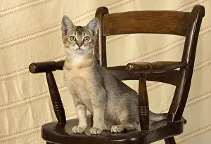 Chairs: CAT. Asian ticked tabby on a chair