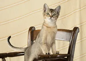 Chairs: CAT. Asian ticked tabby on a chair