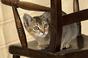 Chairs: CAT. Asian ticked tabby on a chair