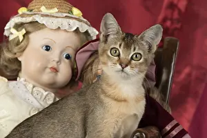 Ticked: CAT. Asian ticked tabby, with dolls