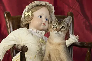 Ticked: CAT. Asian ticked tabby, with dolls