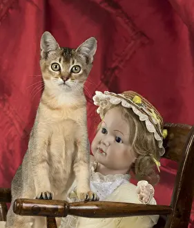 Ticked: CAT. Asian ticked tabby, with dolls