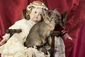 Ticked: CAT. Asian ticked tabby, with dolls