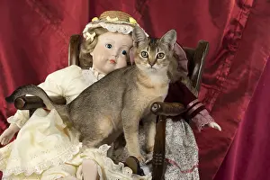 Ticked: CAT. Asian ticked tabby, with dolls