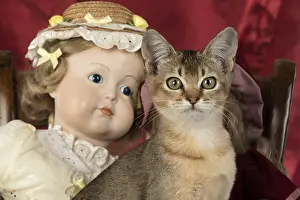 Ticked: CAT. Asian ticked tabby, with dolls