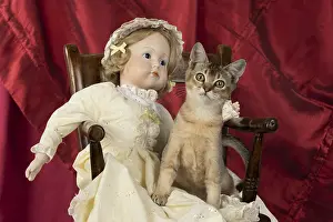 Ticked: CAT. Asian ticked tabby, with dolls