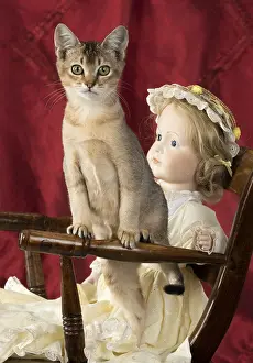 Chairs: CAT. Asian ticked tabby, with dolls