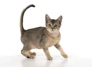 Ticked: CAT, Asian ticked tabby, studio white