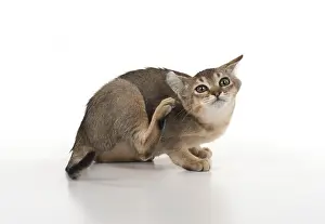 Ticked: CAT, Asian ticked tabby, studio white, scatching its ear