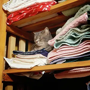 Cupboard: Cat - asleep in airing cupboard