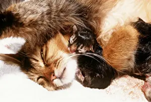 Birth: CAT - asleep with newborn kitten
