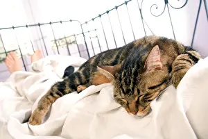 Owners: Cat - asleep on owner's bed
