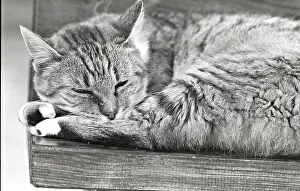 Bored: Cat asleep Refuge of Beauregard France