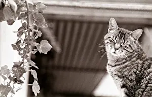 Kennel: Cat asleep Refuge of Beauregard France