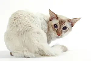 Balinese: Cat Balinese