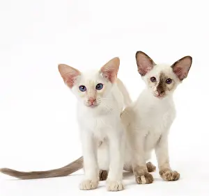 Balinese: Cat - Balinese