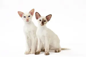 Balinese: Cat - Balinese