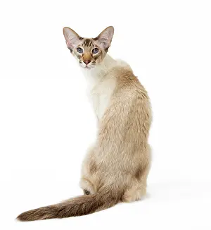 Balinese: Cat - Balinese Chocolate Tabby Point