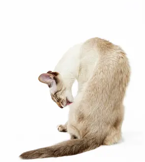 Balinese: Cat - Balinese Chocolate Tabby Point