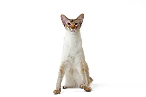 Chocolate: Cat - Balinese Chocolate Tabby Point