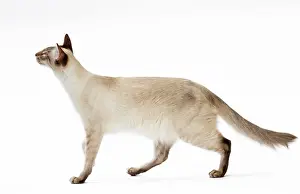 Chocolate: Cat - Balinese Chocolate Tabby Point