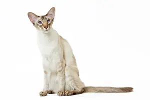 Chocolate: Cat - Balinese Chocolate Tabby Point