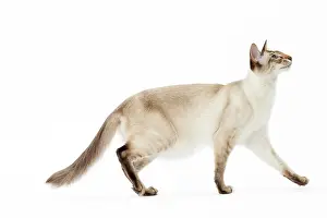 Chocolate: Cat - Balinese Chocolate Tabby Point