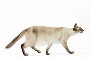 Chocolate: Cat - Balinese Chocolate Tabby Point