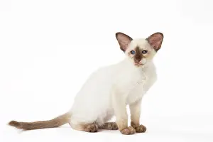 Tortie: Cat - Balinese Chocolate Tortie Point
