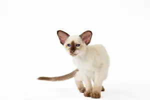 Tortie: Cat - Balinese Chocolate Tortie Point