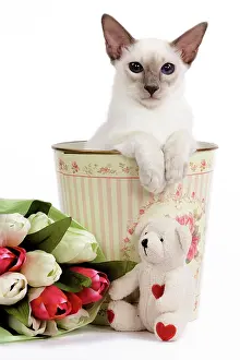 Bins: Cat - Balinese - Kitten in bin with teddy and flowers