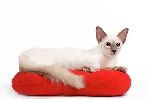 Pillow: Cat - Balinese - Kitten lying down on pillow cushion