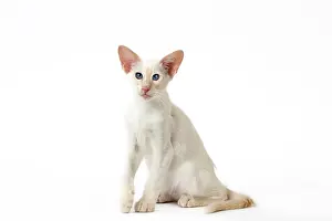 Balinese: Cat - Balinese Red Point