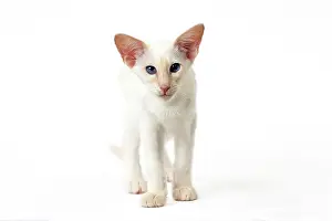 Balinese: Cat - Balinese Red Point