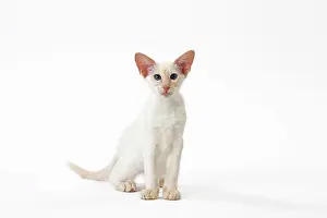 Balinese: Cat - Balinese Red Point
