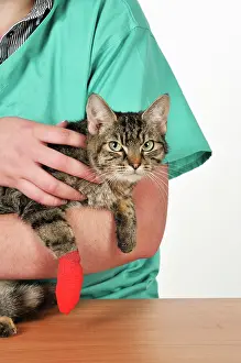 Bandaged: CAT. with bandaged paw