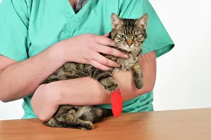 Bandaged: CAT. with bandaged paw