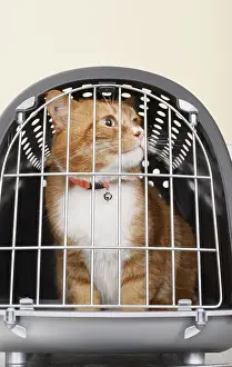 Lock: Cat in a basket cat
