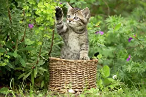 Waving: Cat in basket with flowers