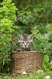 Baskets: Cat in basket with flowers