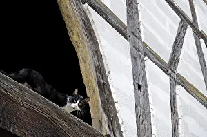 Frontage: Cat on a beam of a timbered house France
