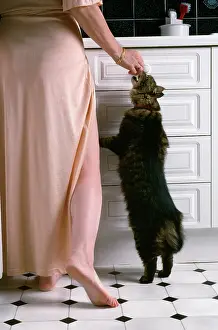 Treat: Cat - begging receiving titbit