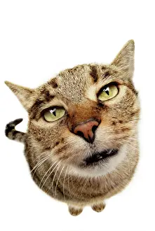 Cutouts: Cat begging, seen from above