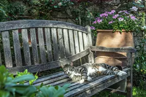 Materials: Cat on a bench in an urban garden