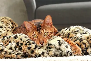 Bengals: Cat Bengal