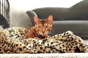 Bengals: Cat Bengal