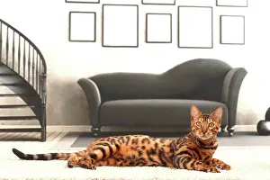 Bengals: Cat Bengal